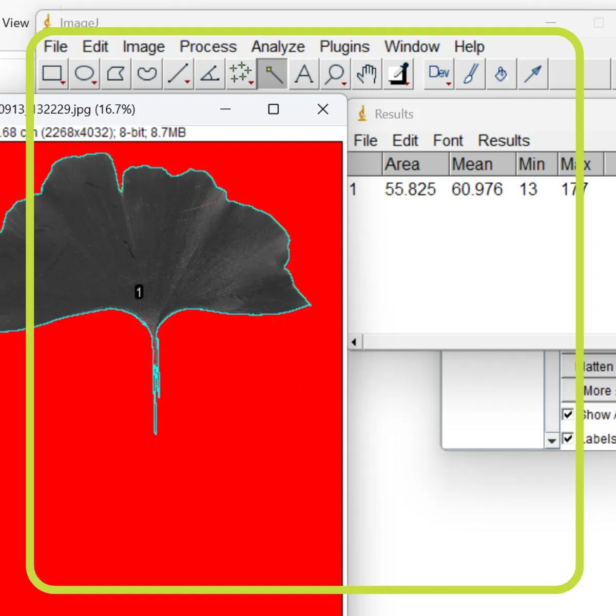 ImageJ is software which is widely used for leaf area measurement