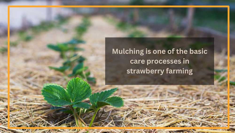 Mulching strawberries is one of the important aspects of care for strawberry plants