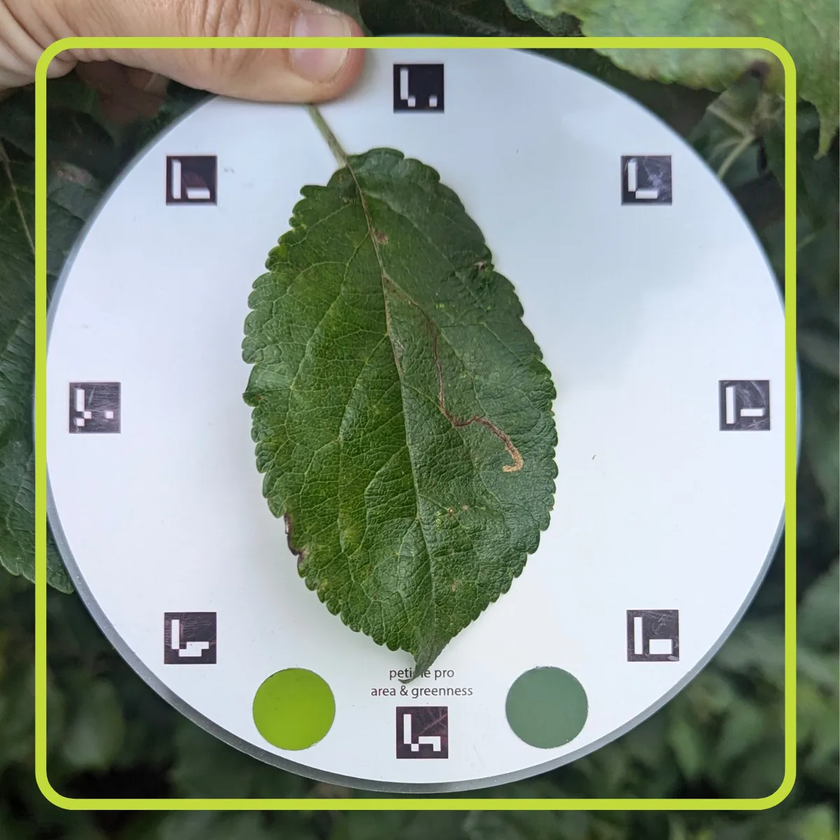 A Comprehensive Guide to Non-Destructive Leaf Area Measurement