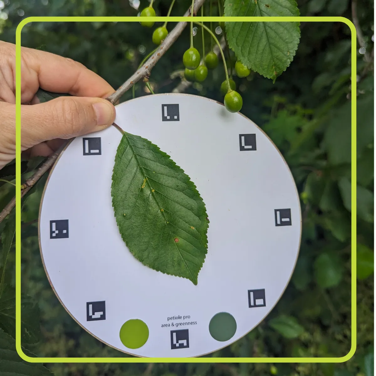 Non-destructive leaf area measurement offers several advantages for farmers and plant scientsits