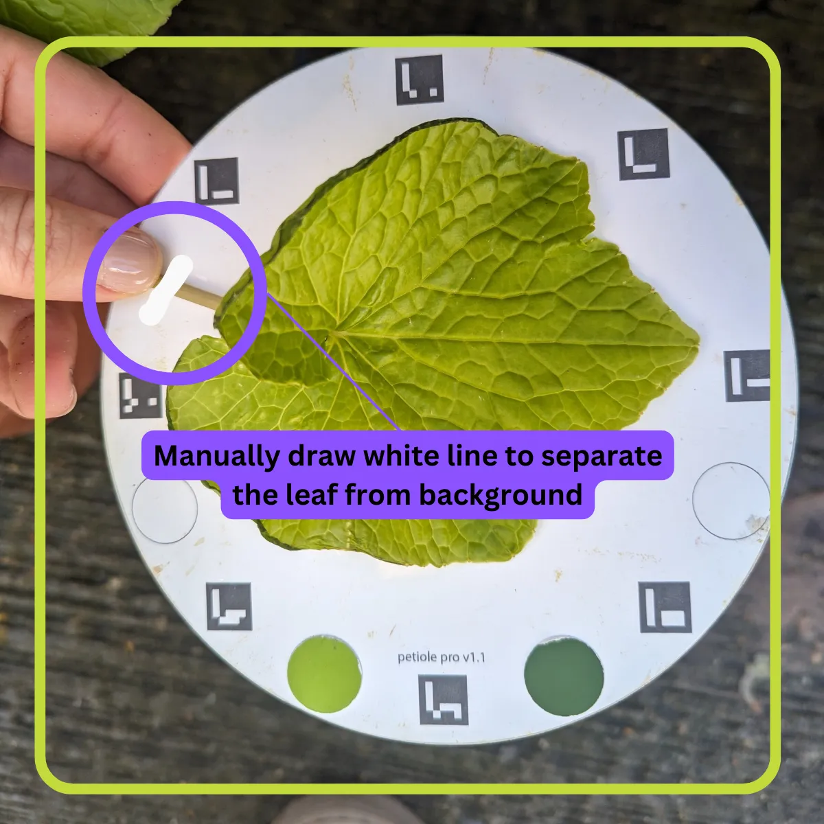 If other objects are captured during the segmentation of the leaf blade, draw a white line to separate the leaf from the other objects.