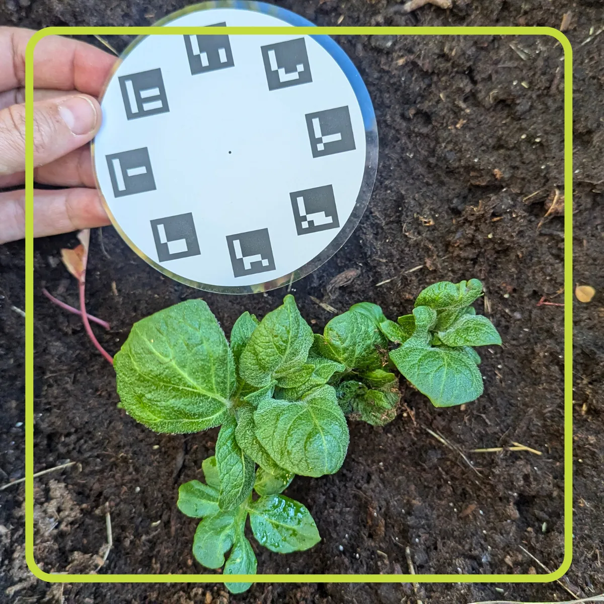 For large leaves position the leaf on a contrasting background with the calibration plate adjacent to it, ensuring all 8 markers are visible