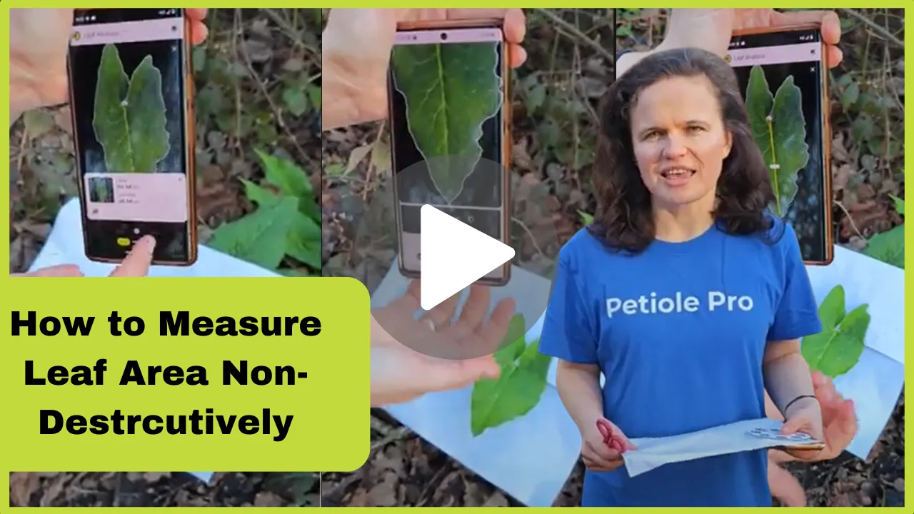 How to measure the Leaf area and leaf size non-destructively the mobile app Petiole Pro - Tutorial