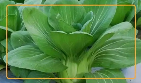 Pakchoy is an important leafy vegetable crop in many parts of Asia, as well as in other countries around the world. Photo by benihsayurmura