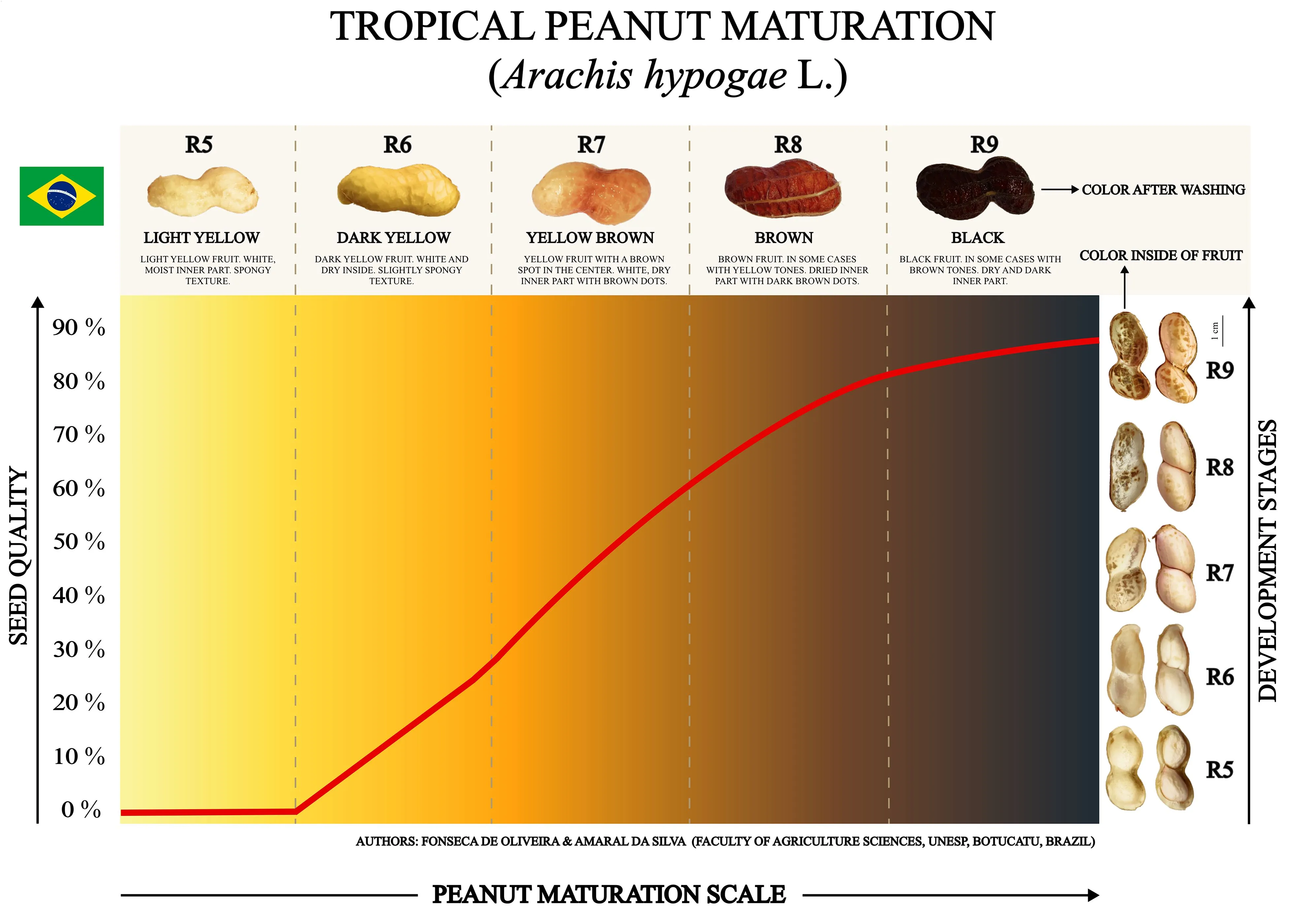 Peanut maturation scale for harvesting seeds with superior peanut quality