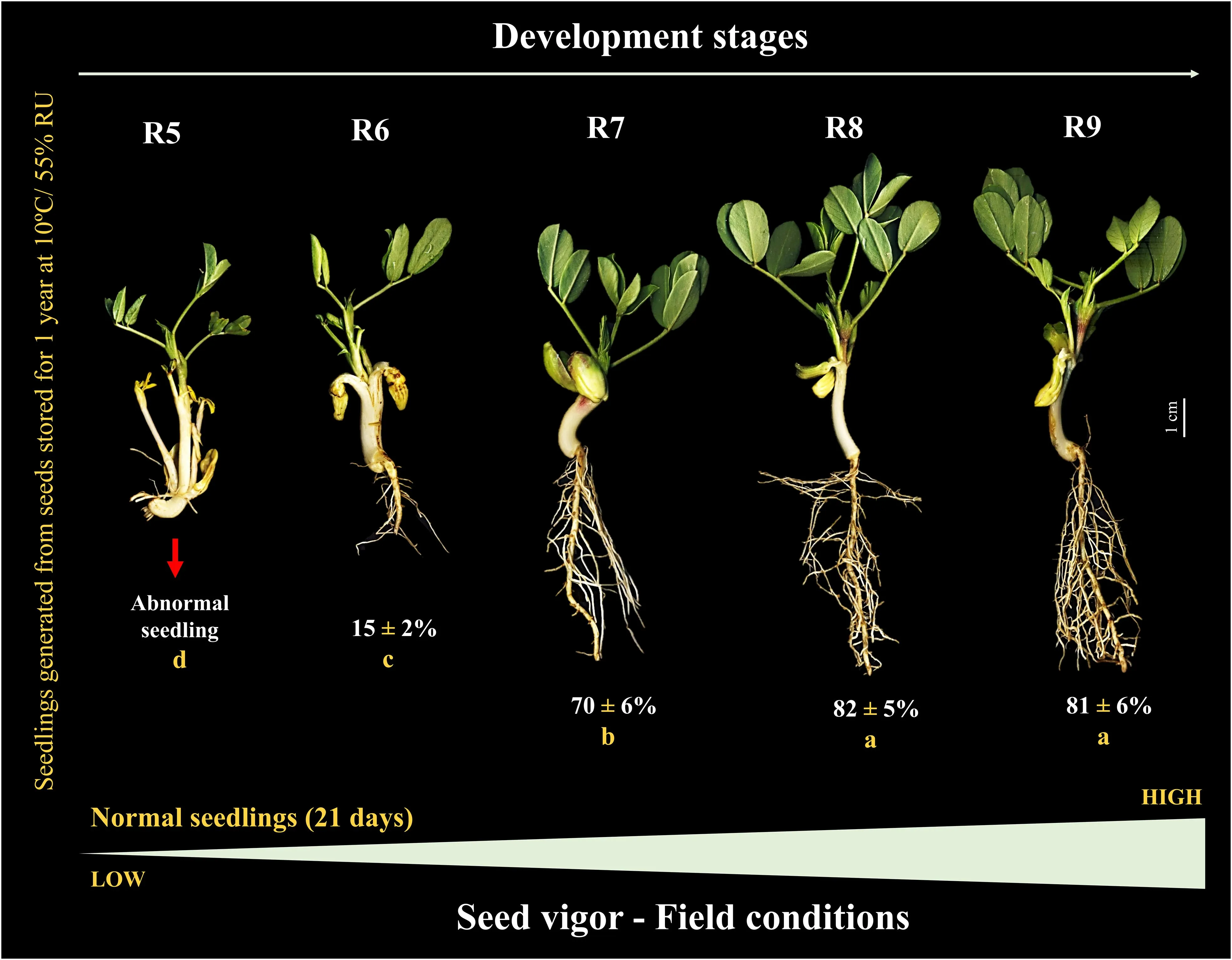 Peanut seedlings from seeds at different stages of their development