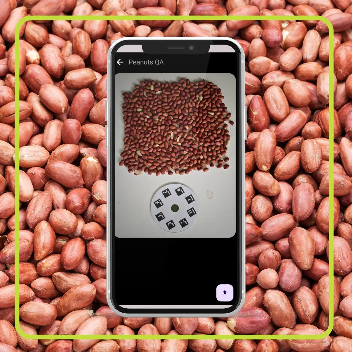 An AI-powered mobile app is designed specifically for the detection of peanut cultivars and quality assessment based on appearance characteristics