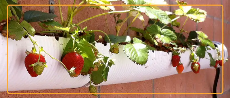 Data-driven farming can help small scale growers. However, the largest benefits and increase of strawberry yield it brings in farms of bigger scale