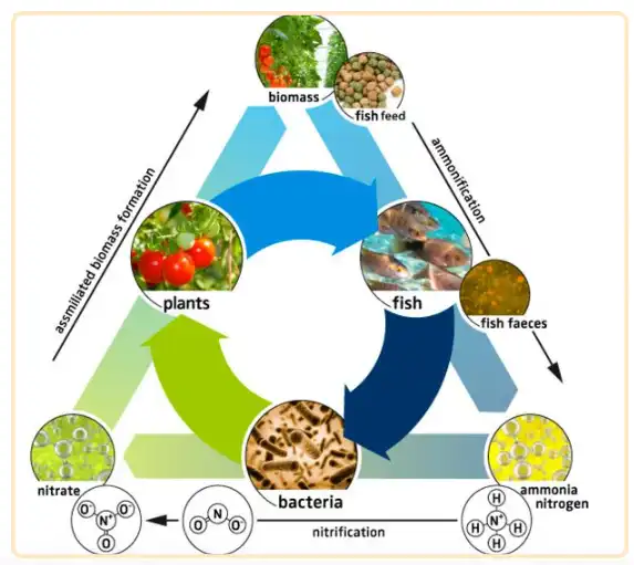 Cycle of aquaculture, which is applicable for strawberry farming with aquaponics methods. Photo credit: MDPI