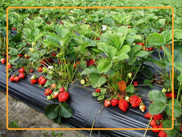 The main benefit for day-neutral strawberries is all-year-round harvesting