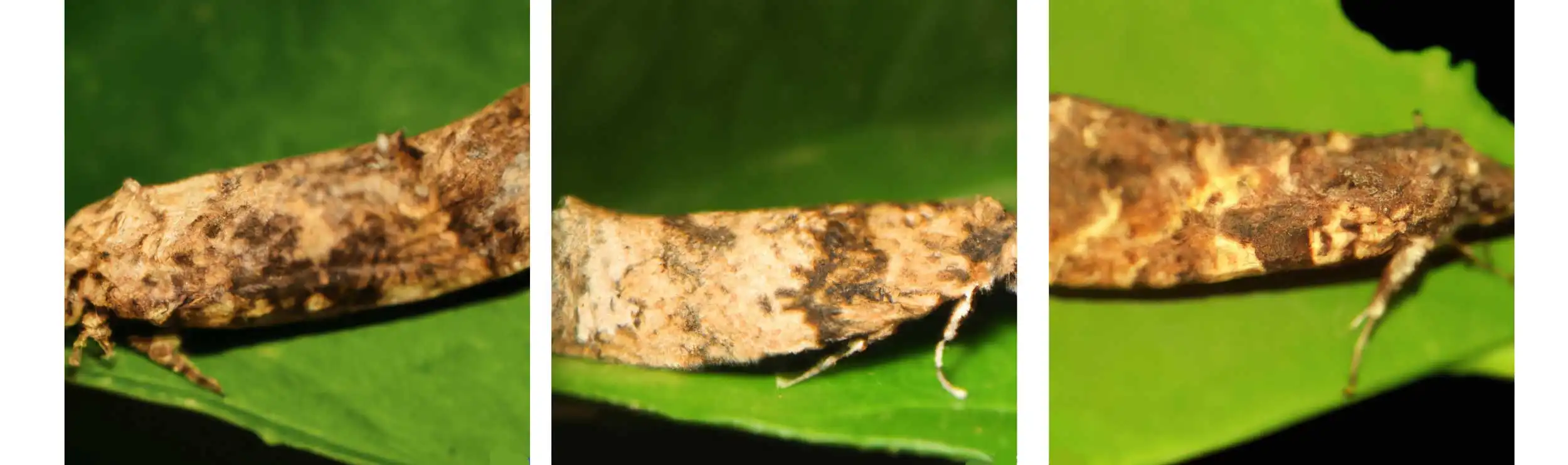 False codling moth, Thaumatotibia leucotreta Adult - Petiolej Pro: Monitoring and Detection of FCM