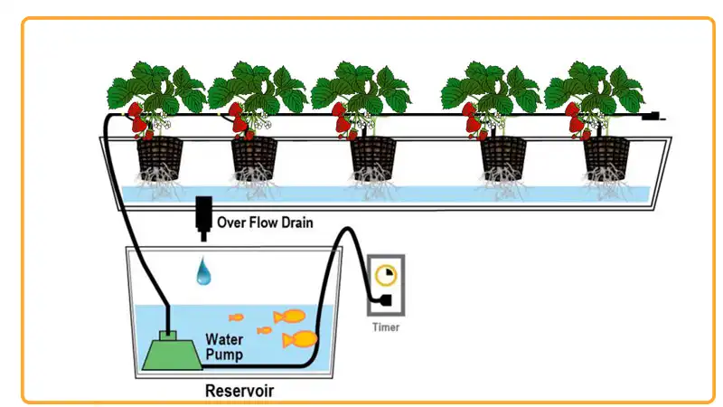 Overall method how to grow strawberry using drip aquaponic system