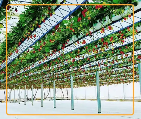 Elevated hydroponic system for strawberries is one of the traditional ways how to grow strawberries in greenhouse 