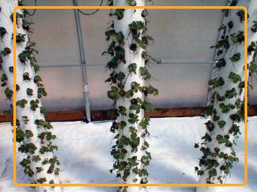 It is better to grow day-neutral varieties of strawberries in PVC pipes to increase strawberry yield It is better to grow day-neutral varieties of strawberries in PVC pipes.