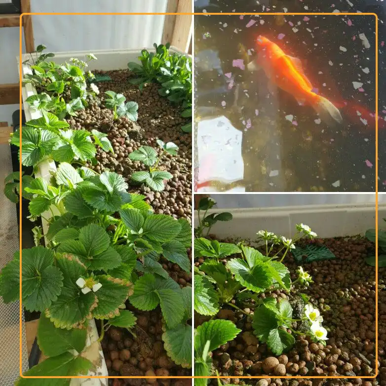 Example of using gravel as a grow medium for aquaponics strawberries