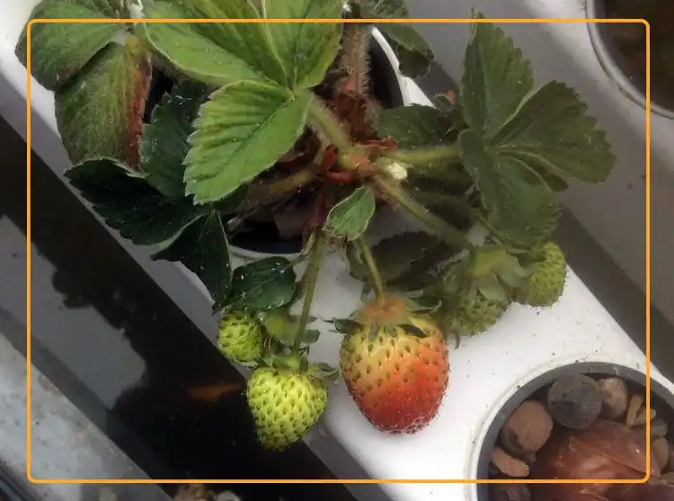 To grow strawberries on aquaponic system, the pH level of water must be between 6.4 and 7.4