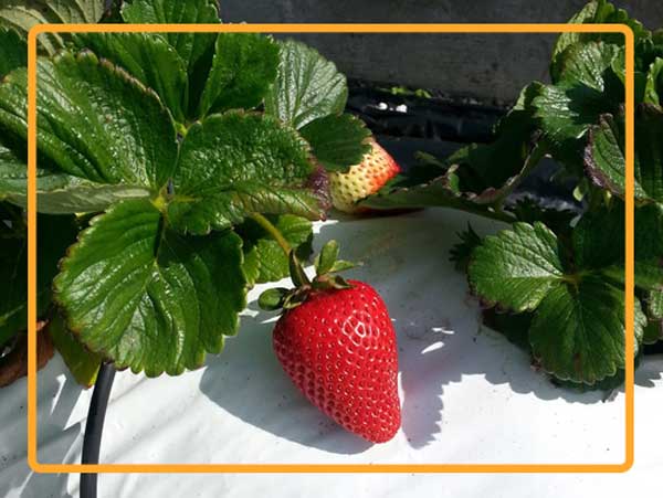 Monitoring slug infestation of strawberry beds with agriculture drones might be difficult.