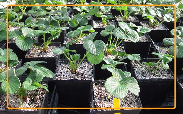 For planting strawberries in pots, it is better to prepare the substrate using peat, perlite and sawdust