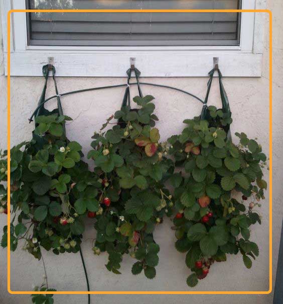 You can increase strawberry yield by scaling the farming method of growing strawberries in urban area or small backyard