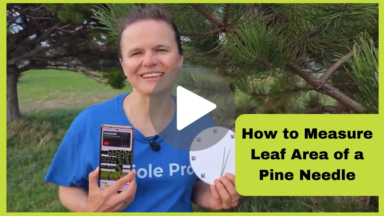 Petiole Pro: How to Measure Leaf Area of Pine Needle with Smartphone using a Photo