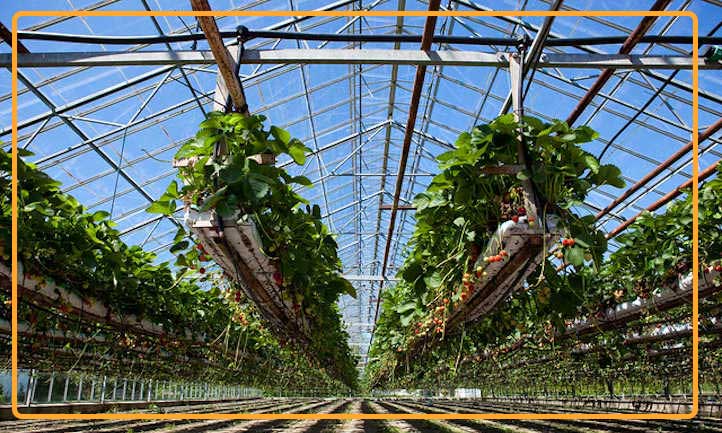 Vertical trench-style hydro setups for strawberry farming provide more growing space for berries and increase strawberry yield. Photo credit: Lars Plougmann