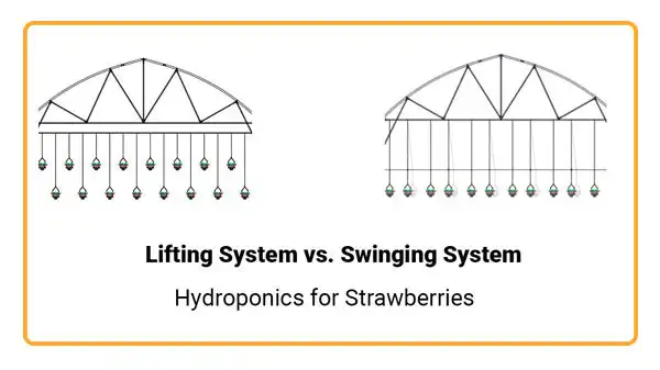 Visual difference between lifting hydroponics and swinging hydroponics for strawberry production. Photo credit: Hydroponic Systems