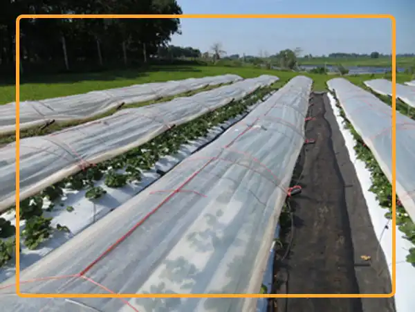 Low tunnel organic strawberry production systems. Photo credit: University of Minnesota