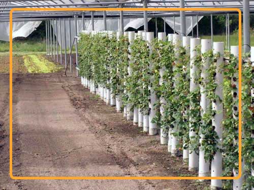 To continuously increase strawberry yield in PVC pipes, you need to have an adequate distance between each plant