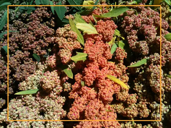 Quinoa is a flowering plant in the Amaranth family that is grown as a crop primarily for its edible seeds.