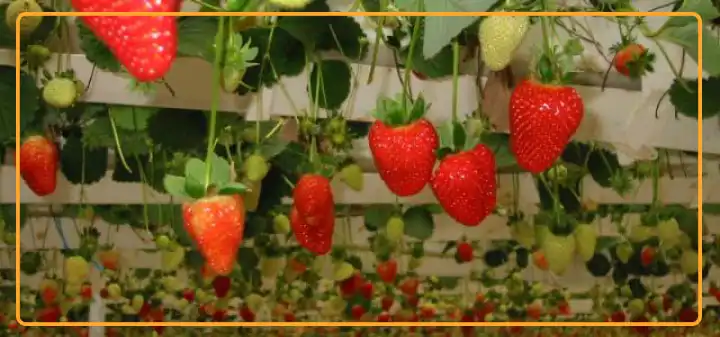 Crop scouting of strawberries has to be digitised to collect and analyse key parameters of plant growth (like leaf area index and chlorophyll content) as well as the growing environment in more effective way