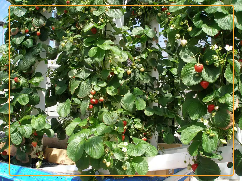 Vertical towers (as well as NFT) are more effective methods to grow strawberries