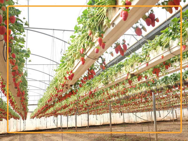 Your greenhouse doesn’t have to be kept at tropical temperatures. To increase strawberry yield you need to maintain the average temperature An elevated strawberry greenhouse on the farm in the West Bank city of Tulkarum, funded by a USAID program.