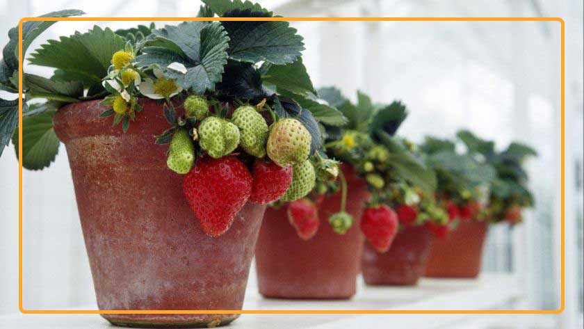 Strawberry plants grow in pots. Photo credit: Getty Images