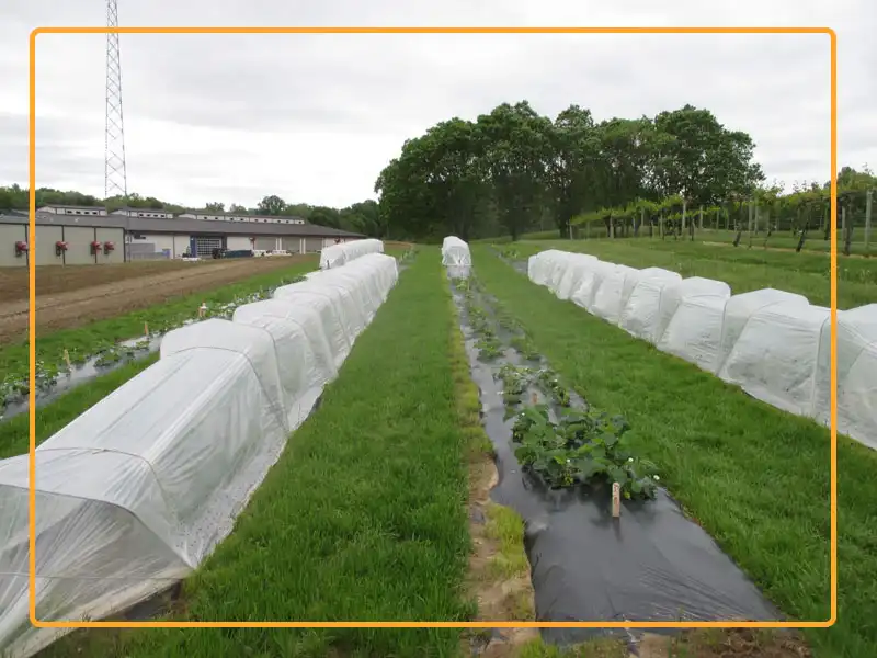  Strawberries with and without a retractable low tunnel system. Photo credit: Purdue University