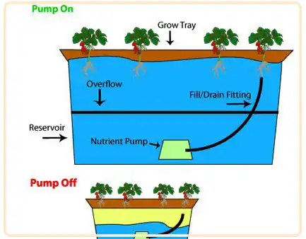 Nutrient film technique (NFT) is one of the innovative hydroponic techniques for strawberry farming which allows to increase strawberry yield production