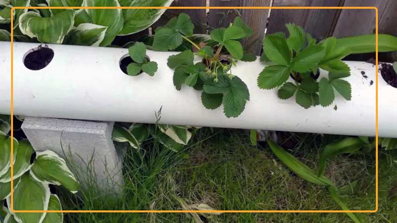 PVC strawberry planter, made out of a pipe, must have a smaller pipe inside to water plants thoroughly to increase strawberry yield