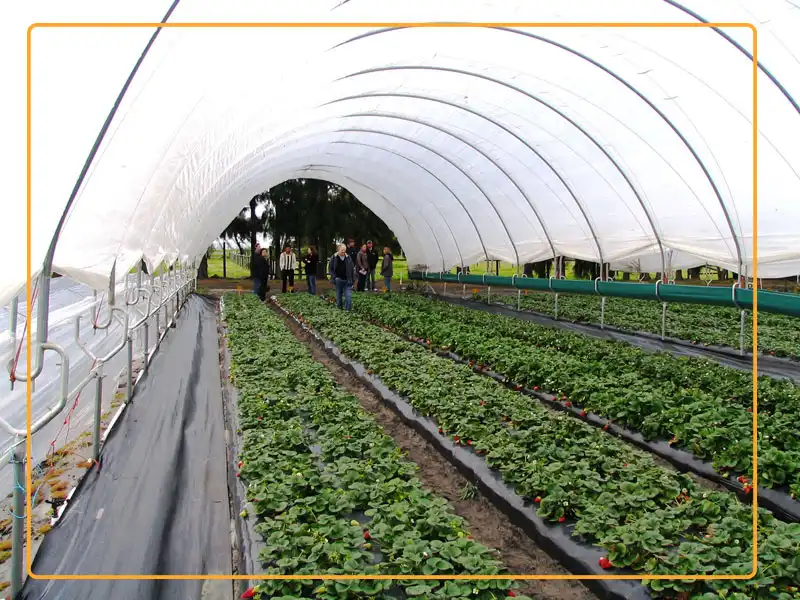 Strawberries farming practices in high (Haygrove) tunnel. Photo credit: Government of Western Australia