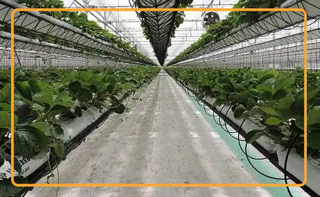 Hydroponics technology helps to increase strawberry yield significantly and is applied for farming with scalable production. Photo credit: Hydroponic Systems