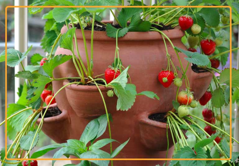 There is a range of pots in different shapes and sizes to grow strawberry for own family or for commercial purpose