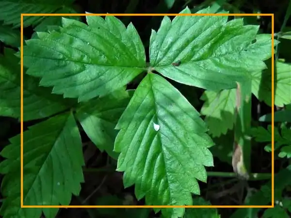 Leaf Area Index Meter helps you to get data about your Strawberry leaves