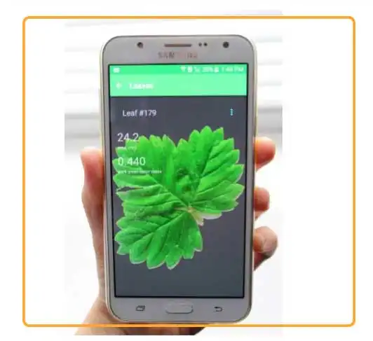 Petiole Pro can measure leaf area of strawberry leaves and trifoliate