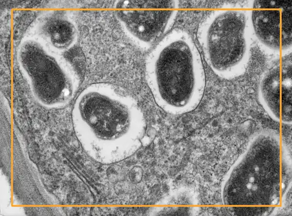 Considering the variation of  rhizobacteria populations and their functional diversity, it is extremely important to search for rhizobacteria with multiple beneficial properties.