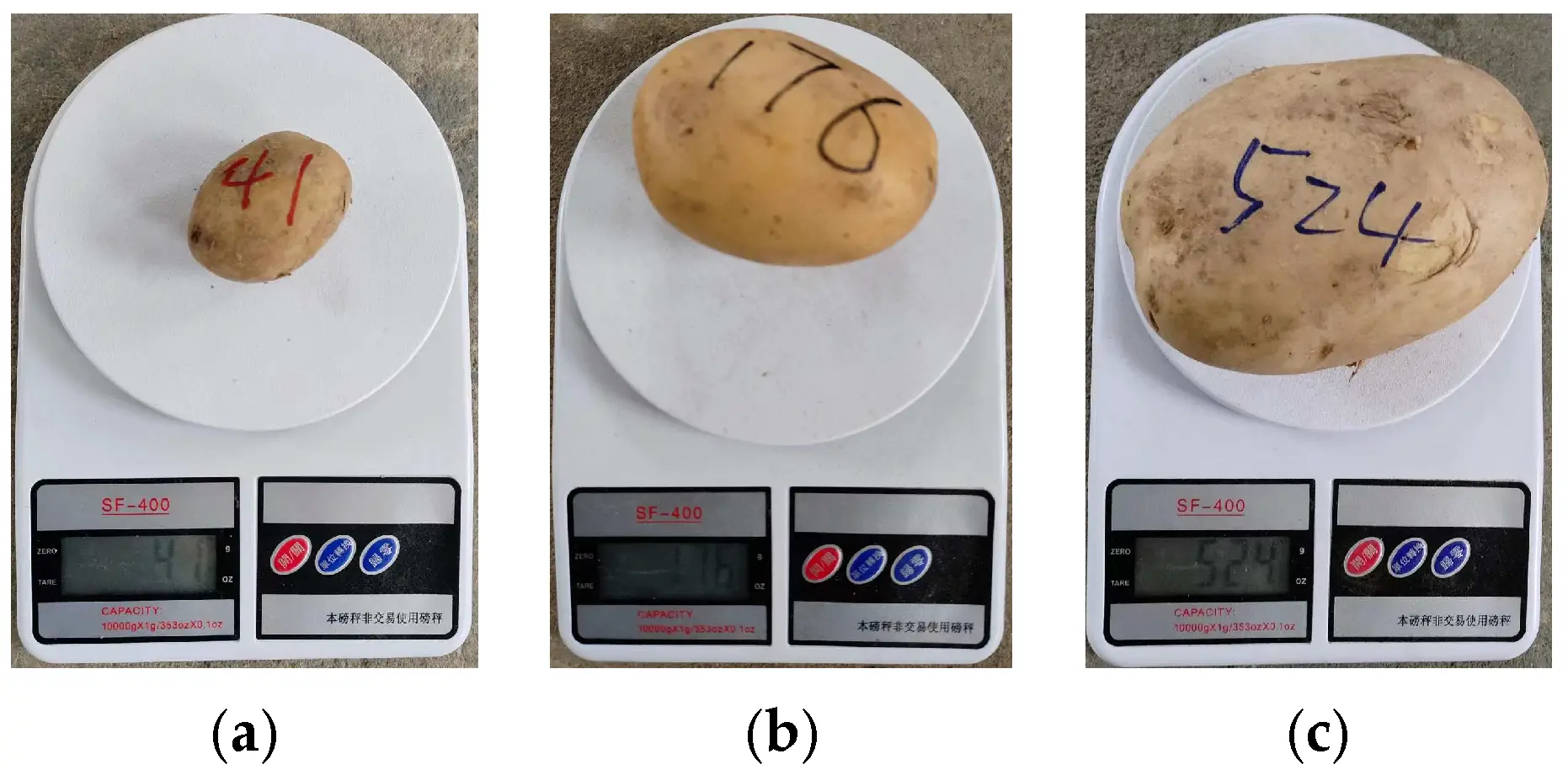 Individual potato weighing