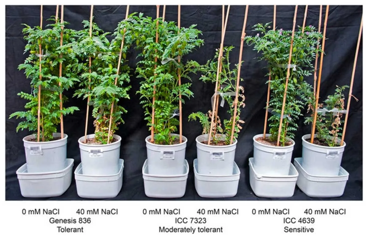 Salinity tolerance phenotyping in The Plant Accelerator. Photo credit: Atieno et al., 2023