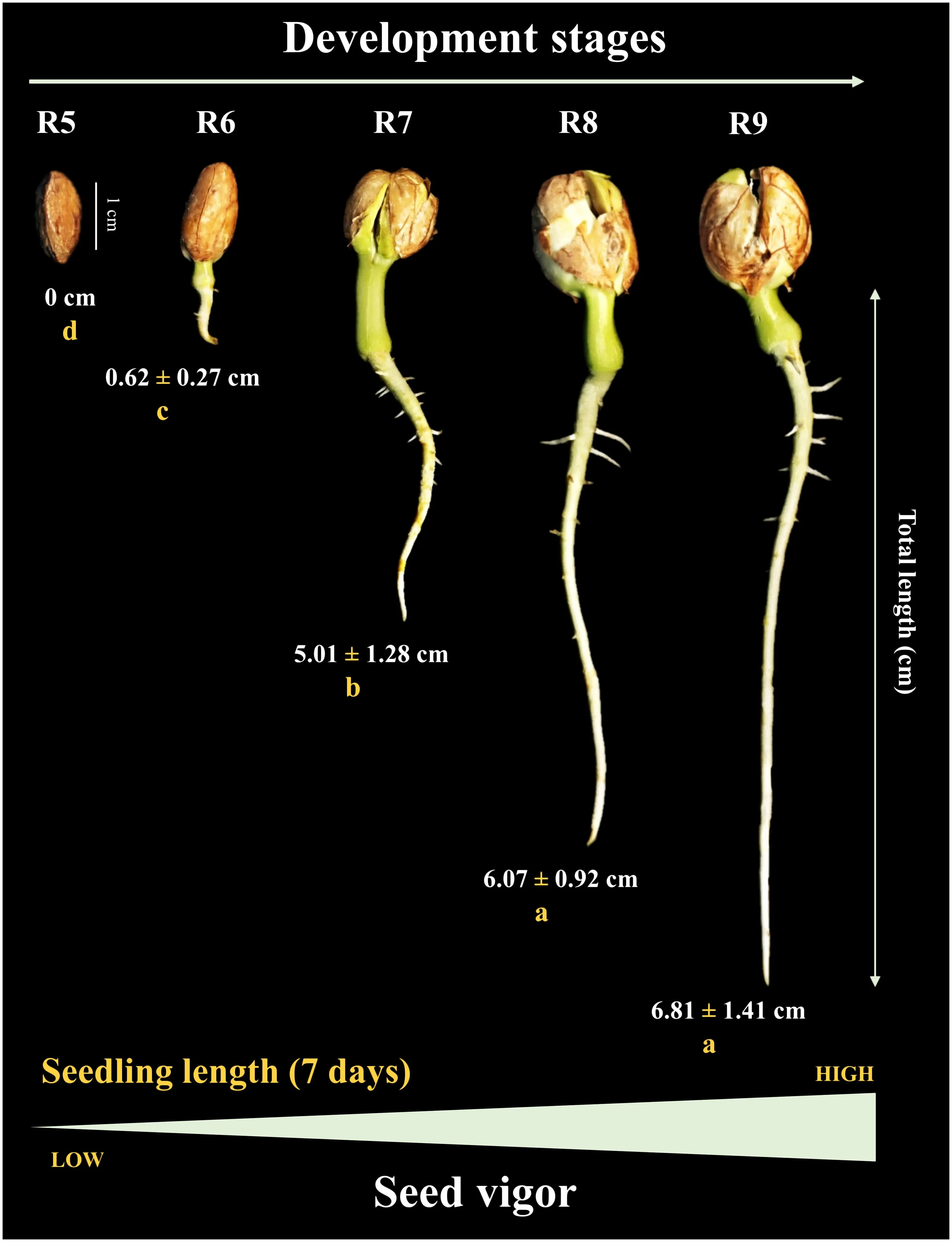 Seedling length at 7 days of age as a function of seed development stages