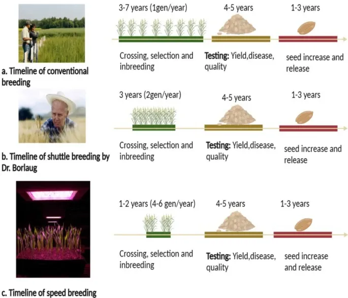 Timeline comparison of speed breeding with other breeding techniques. Source: Nischay Chaudhary & Rubby Sandhu, 2024