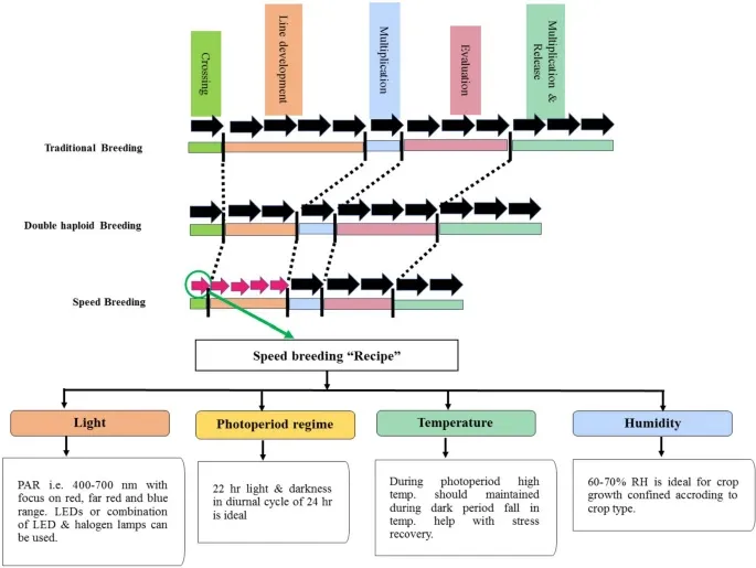 Visual representation of different breeding methods for varietal development (Each colour represent different steps of varietal development); Black arrow - single generation, field condition; pink arrow - single generation, speed breeding. Photo credit: Imam et al., 2024