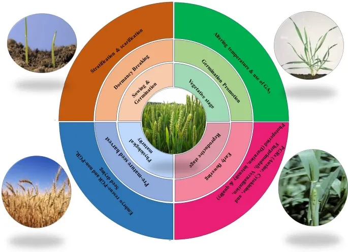 Important crop growth stages and different approach to reduce their duration. Source: Imam et al., 2024