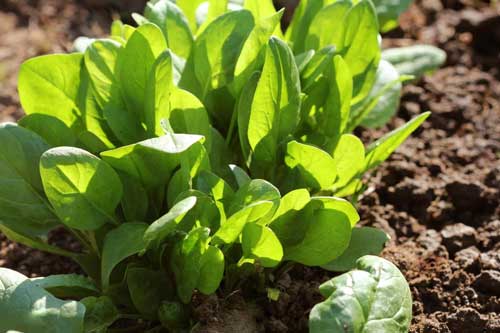 Spinacia oleracea L. - Spinach grown in a field