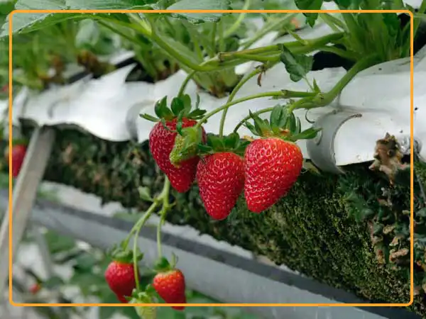 Mobile technologies can significantly improve strawberry production through reducing inputs and increasing efficiency - just give a smartphone to each agronomist in a greenhouse.